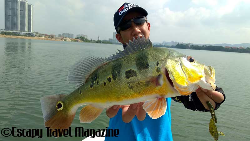 The Angler Magazine, The Angler, The Asian Angler, fishing Prima Lake, Prima Lake, fishing in Prima Lake, Tasik Prima, Fishing tasik Prima, Where to fish in Selangor, where to fish, where to fish in Puchong, fishing in Malaysia