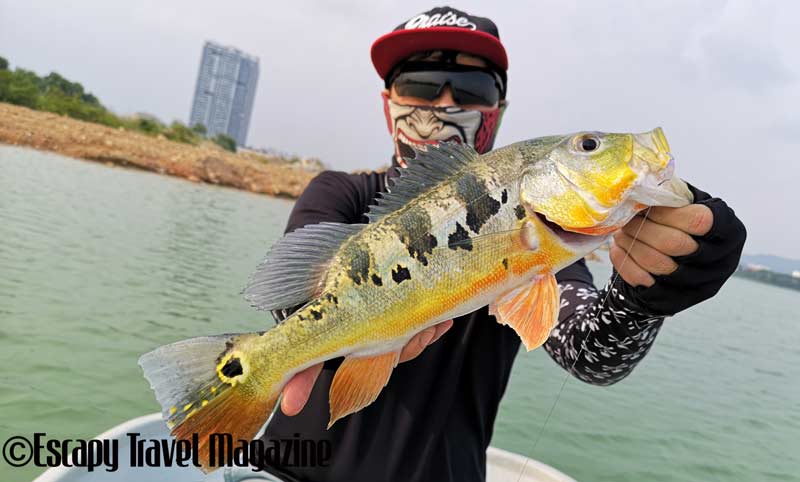 The Angler Magazine, The Angler, The Asian Angler, fishing Prima Lake, Prima Lake, fishing in Prima Lake, Tasik Prima, Fishing tasik Prima, Where to fish in Selangor, where to fish, where to fish in Puchong, fishing in Malaysia