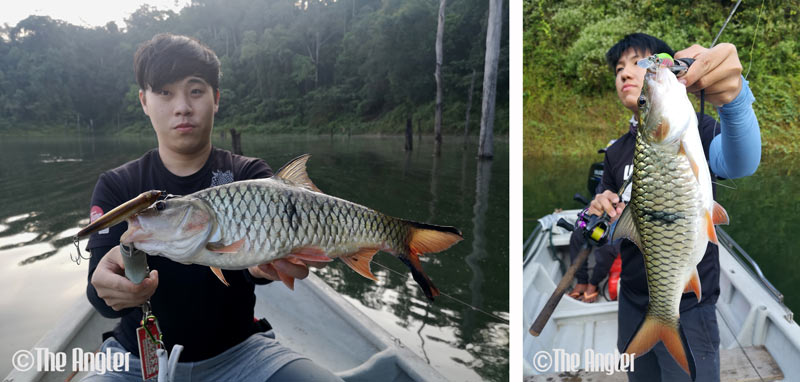 fishing in royal belum, fishing in belum, tips for fishing in belum, belum fishing, where to fish in malaysia, where to fish in perak, toman fishing, toman fishing in belum, royal belum, royal belum fishing, tips for fishing in royal belum, best places to fish in Malaysia