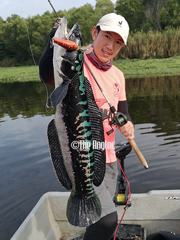 fishing toman, how to catch tomans, fishing for tomans, fishing toman tips, tips for fishing tomans, snakehead fishing tips, giant snakehead fishing tips, fishing in Lake Haven, fishing for tomans in lake haven, lake haven tomans, the angler