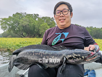 fishing toman, how to catch tomans, fishing for tomans, fishing toman tips, tips for fishing tomans, snakehead fishing tips, giant snakehead fishing tips, fishing in Lake Haven, fishing for tomans in lake haven, lake haven tomans, the angler