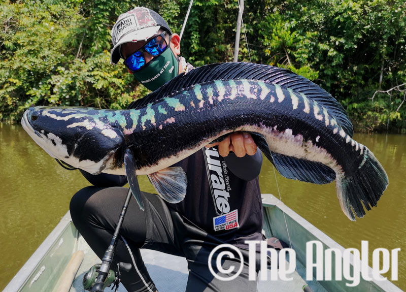 fishing tomans, fishing in Malaysia, where to fish in Malaysia, where to fish tomans in Malaysia, toman fishing, where to fish in Singapore, Malaysia fishing spots, Malaysia places to fish, places to fish toman, places to fish giant snakeheads, fishing giant snakeheads in Malaysia, recommended places to fish in Malaysia