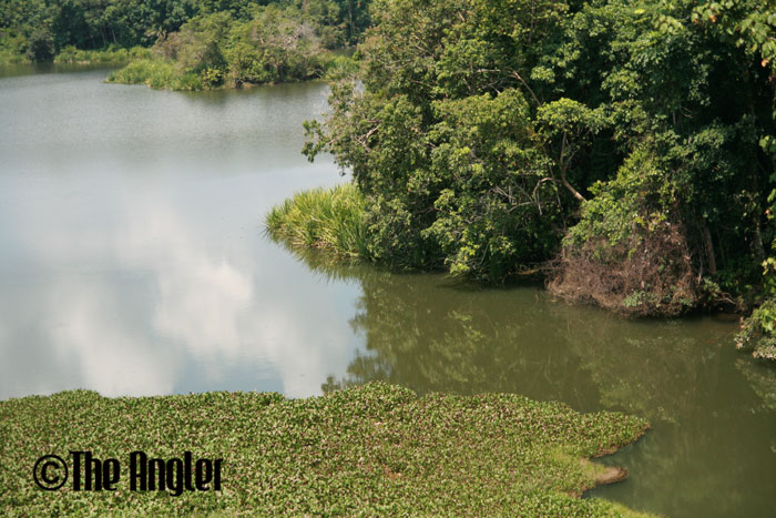 snakehead fishing, haruan fishing, how to catch haruan, how to catch snakehead, how to fish snakeheads, where to fish snakeheads, snakeheads in Malaysia, fishing snakeheads in Malaysia, where to fish in Malaysia, best fishing spots in Malaysia, snakehead fishing tips asia