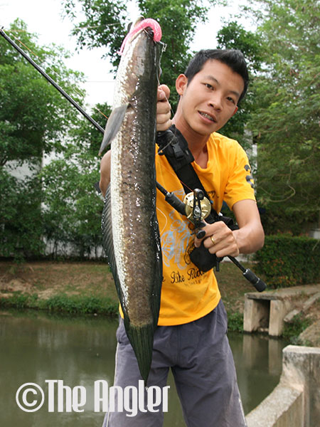 The lure of lure fishing for haruan (C. Striata)