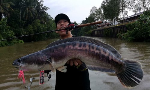 fishing in Malaysia, toman fishing, where to fish in Malaysia, fishing in Kedah, where to fish in Kedah, recommended places to fish in Malaysia, recommended places to fish in Kedah, recommended places to fish, places to fish